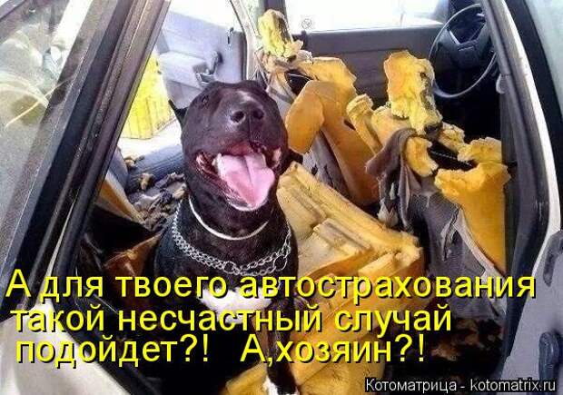 Котоматрица: А для твоего автострахования такой несчастный случай подойдет?!   А,хозяин?!