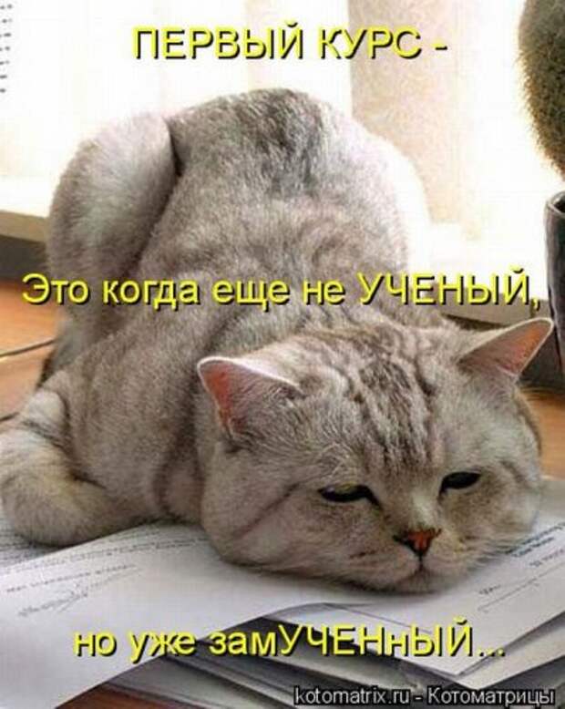 Прикольная котоматрица за неделю