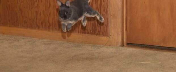 Rabbit