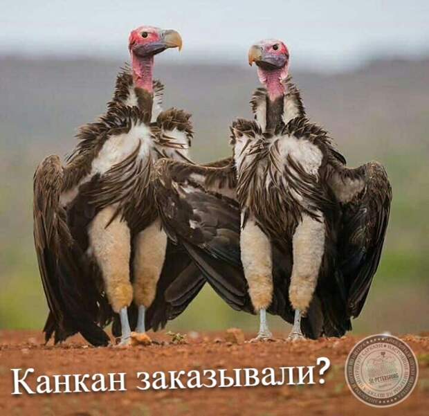 Канкан заказывали?