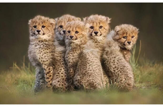 Маленькие большие кошки Большие кошки, Милота, Детеныш, Хищник, Животные, Дикие животные, Лев, Леопард, Гепард, Тигр, Пантера, Пума, Снежный барс, Ягуар, Манул, Каракал, Рысь, Фотография, Длиннопост