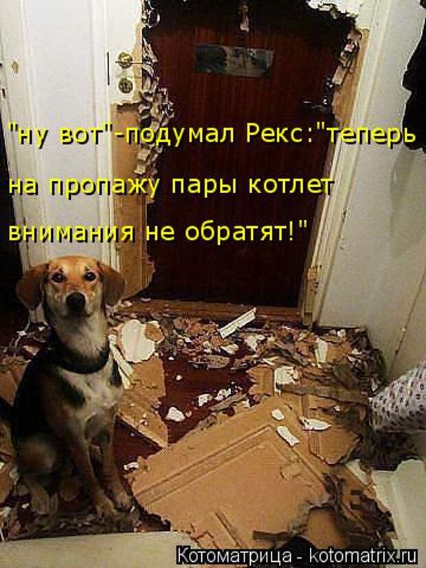 Котоматрица: "ну вот"-подумал Рекс:"теперь внимания не обратят!" на пропажу пары котлет