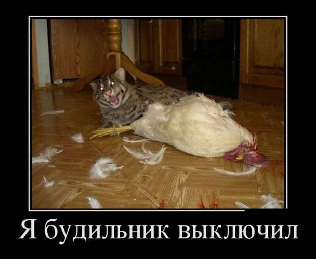 Демотиваторы смех, демотиваторы, прикол, юмор