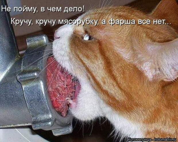 Лучшие котоматрицы недели (50 фото)