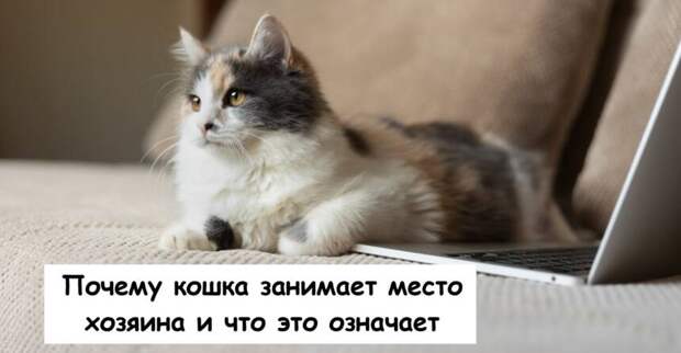 Почему кошка занимает место хозяина и что это означает