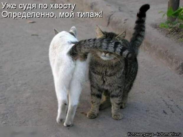 Котоматрицы(картинки с надписями)