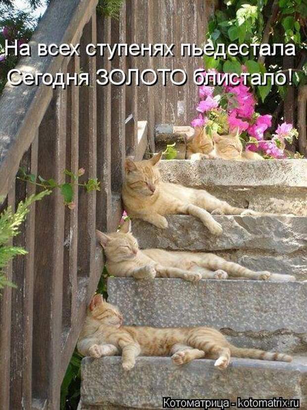 Котоматрицы(картинки с надписями)
