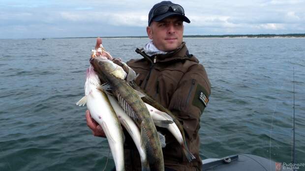 Пять-шесть мерных судаков — отличный улов за несколько часов рыбалки на море со спиннингом.