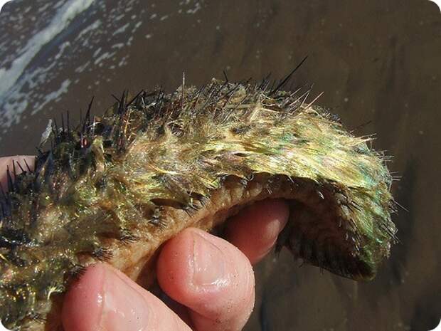 Морская мышь - Aphrodite aculeata