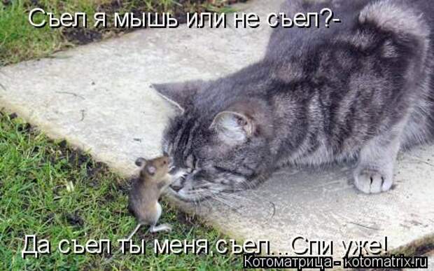 Котоматрица: Съел я мышь или не съел?- Да съел ты меня,съел...Спи уже!