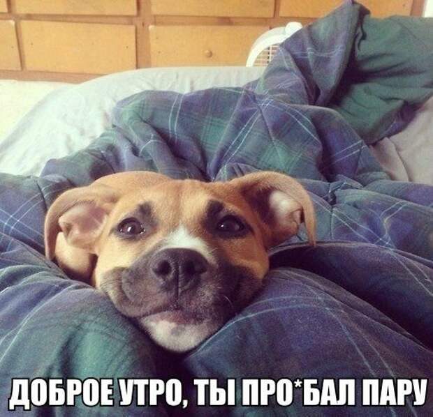 Коллекция фотомемов (17 шт)