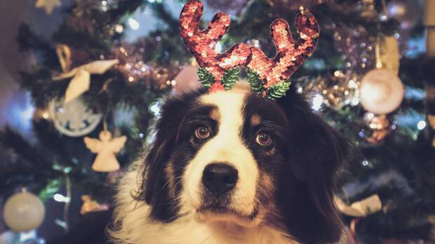 Россиянам рассказали, как выбрать передержку для собаки на Новый год