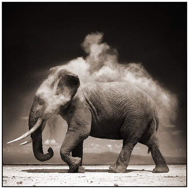 фотографии африки. Nick Brandt