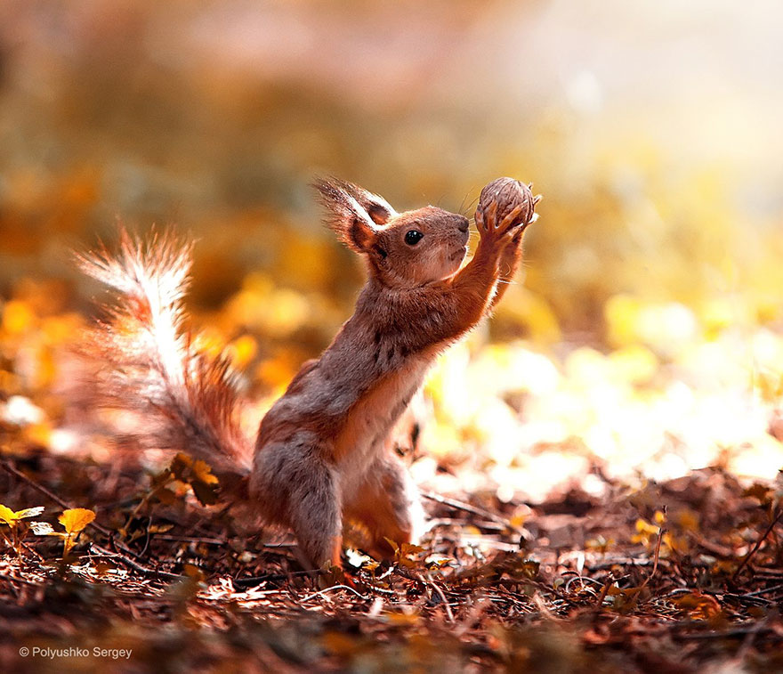 animal-portraits-sergey-polyushko-3-582b05cbb70e1__880