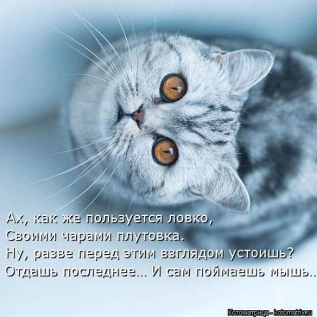 Котоматрицы (картинки с подписями)