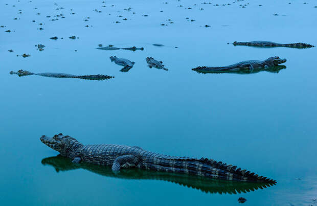Победитель в категории «вода»: Встреча с аллигаторами. Автор: Jorge Andr&#233; Diehl, Бразилия.