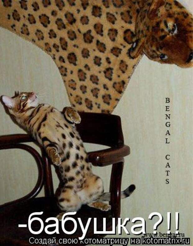 Котоматрица: -бабушка?!!