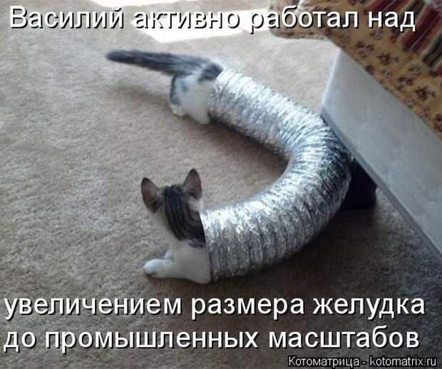 Лучшие котоматрицы недели