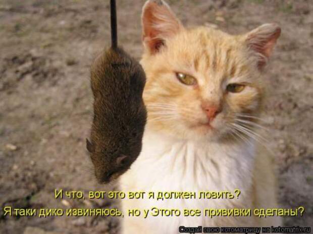 Котоматрицы (картинки с надписями)