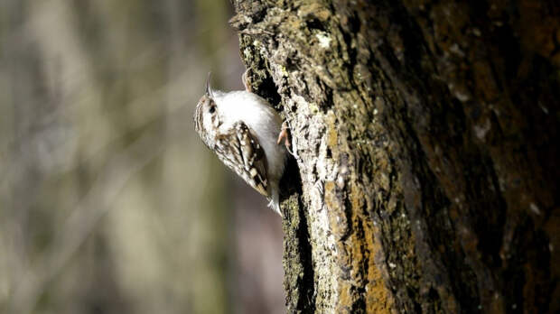 Пернатая пищуха прилетела в усадьбу Сосновка