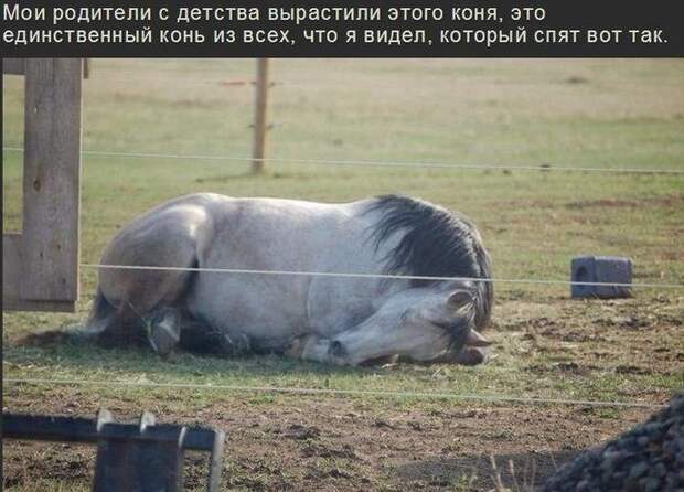 Смешные картинки с надписями прикол, юмор