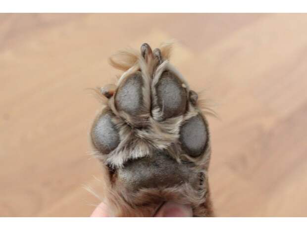 Dog's Paw