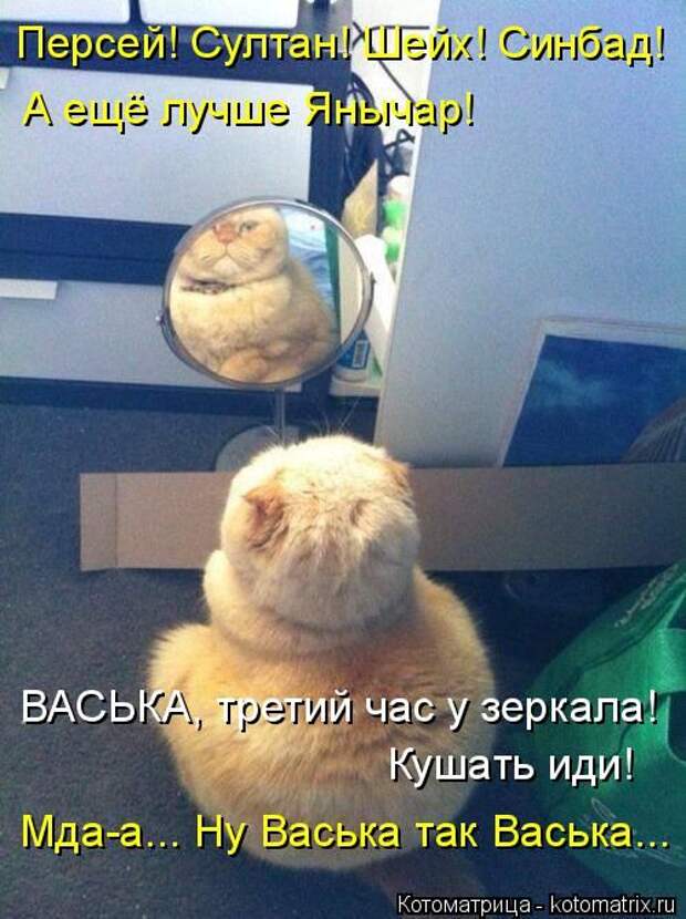 Котоматрицы (картинки с надписями)