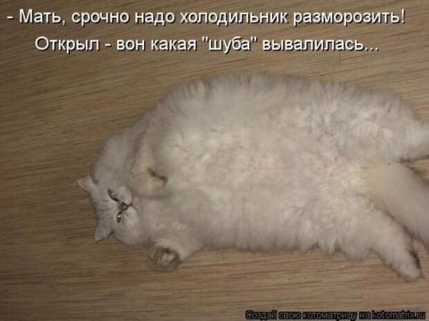 Котоматрицы(картинки с надписями)