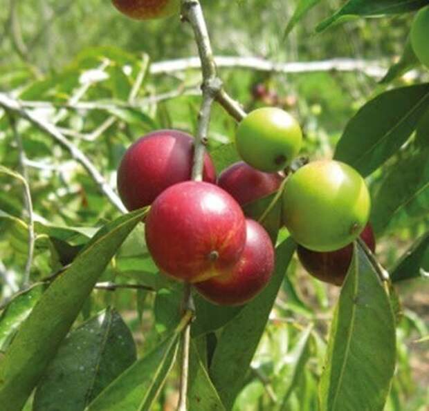 Myrciaria dubia, Морцинатия сомнительная, семейства Миртовые, растущее в тропических лесах Амазонской низменности и дает ягоды каму-каму. Модные, да.. Myrciaria dubia, Морцинатия сомнительная, семейства Миртовые, растущее в тропических лесах Амазонской низменности и дает ягоды каму-каму. Модные, да..