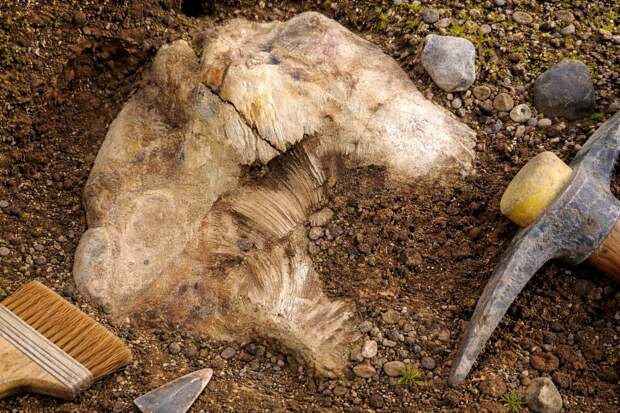 Мальчик нашёл окаменелость динозавра во дворе — палеонтологи начали раскопки