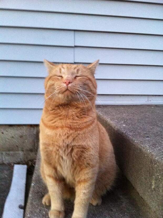 15 правил жизни настоящего кота catrules15 15 правил жизни настоящего кота
