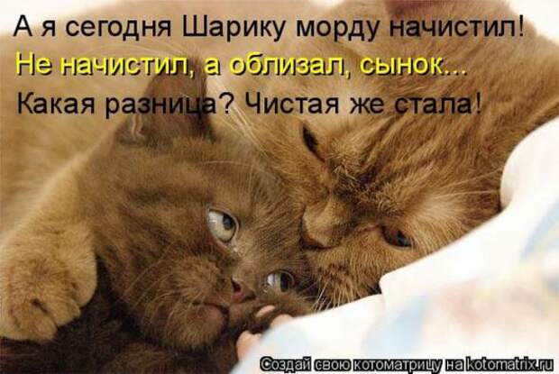Котоматрицы(картинки с надписями)