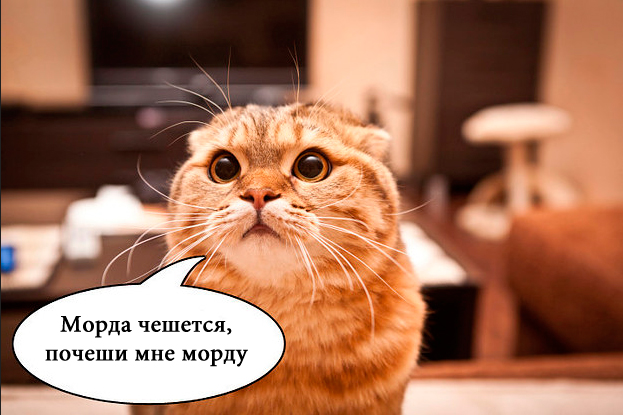 О чем на самом деле думают коты