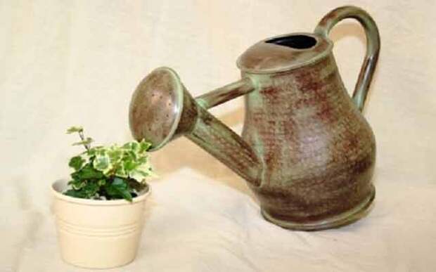 plants1014-5.jpg