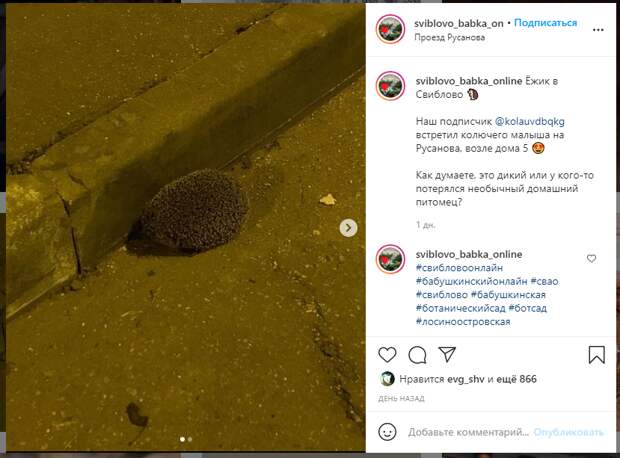 Фото дня: ёжик прогулялся по Русанова