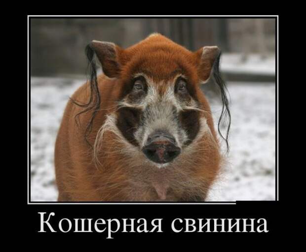 Прикольные демотиваторы