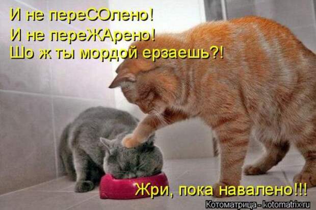Котоматрицы (картинки с надписями)