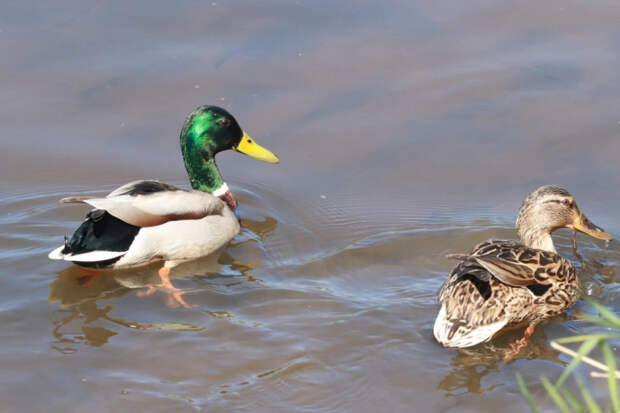 В Царицыно образовался «хлебный затор» из-за подкормки уток