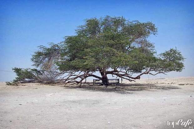 Древо жизни - одно из самых известных деревьев