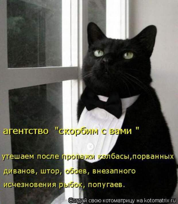 Котоматрицы(картинки с надписями)