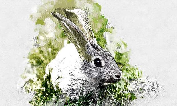 Прожорливые зайцы атаковали Шатиловский сад Орловской области