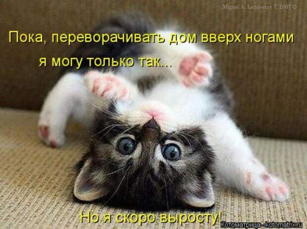 Котоматрицы (картинки с надписями)