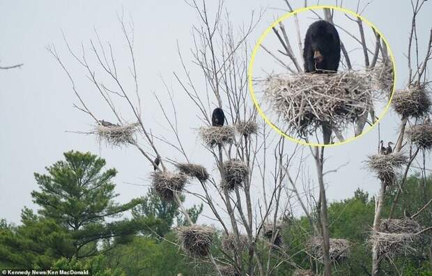 Медведь оккупировал гнездо на 20-метровом дереве