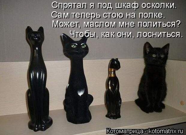 Лучшие котоматрицы недели