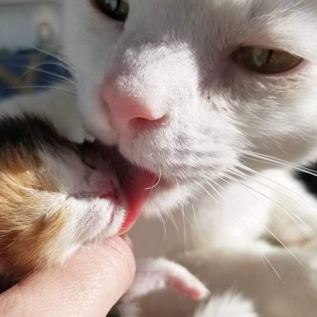 Без кота и жизнь не та