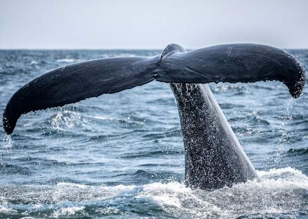 Для добычи первого серого кита на Чукотке потребовалось три бригады охотников