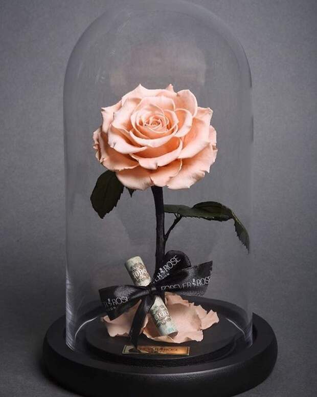 розы из «Красавицы и Чудовища», розы под колпаком, розы в колбе