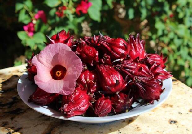 Гибискус (Hibiscus sabdariffa) известен всем благодаря чаю каркаде, который делают из высушенных чашелистиков, но на нем также завязываются красные плоды.