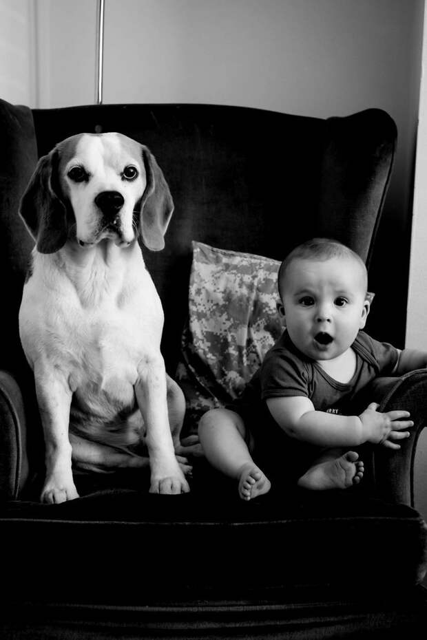 7 месяцев взросление, изменение, собака, собака - друг человека, фотограф, фотопроект