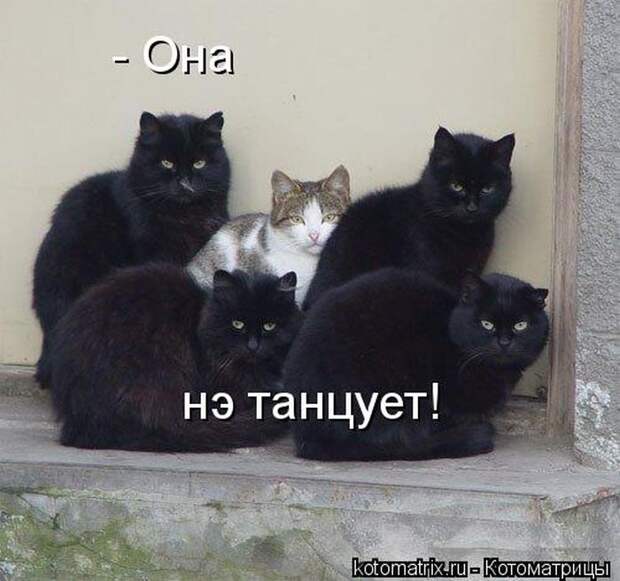 Лучшие котоматрицы недели (50 фото)